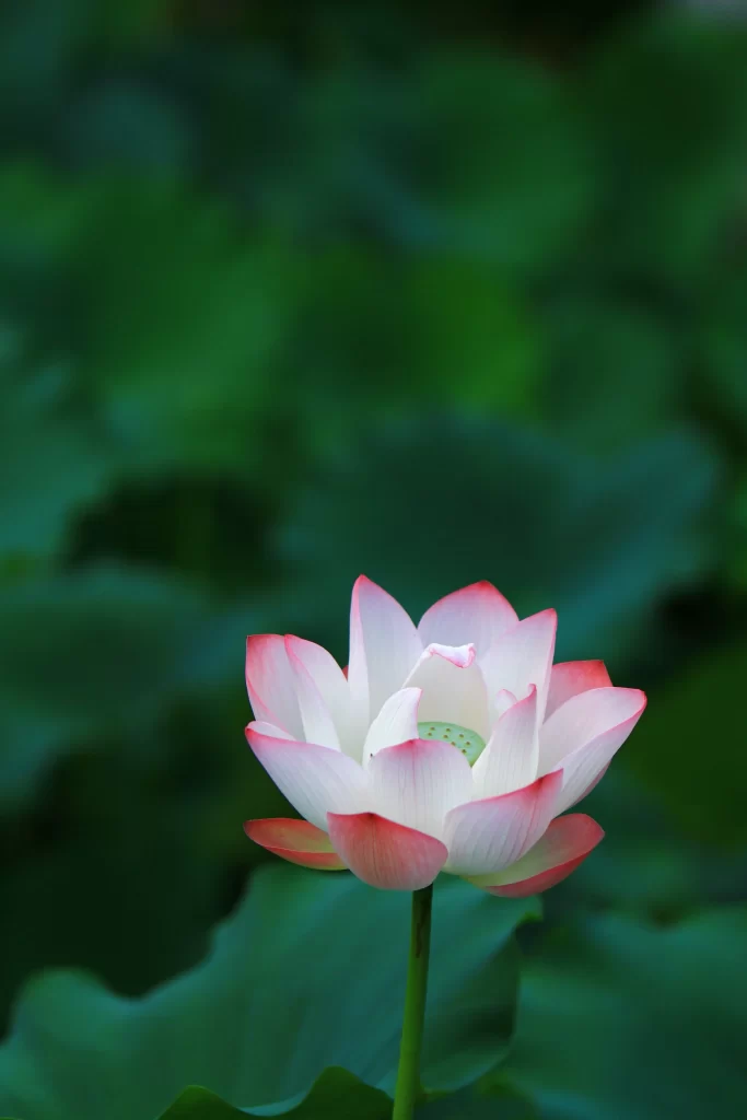 Lotus Pink White Green Leaf