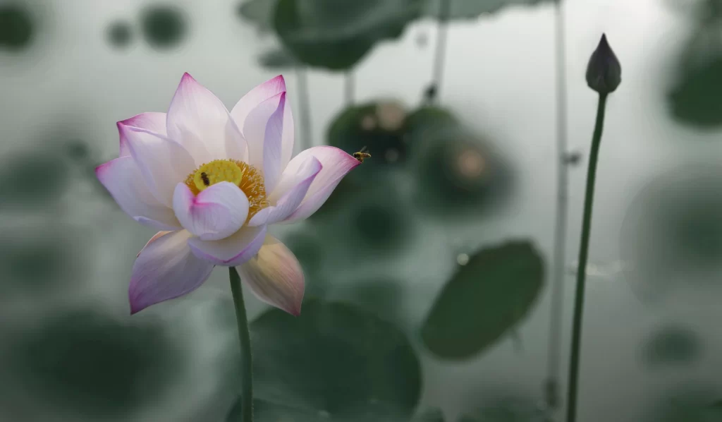 Lotus Pink White Yellow gray Green