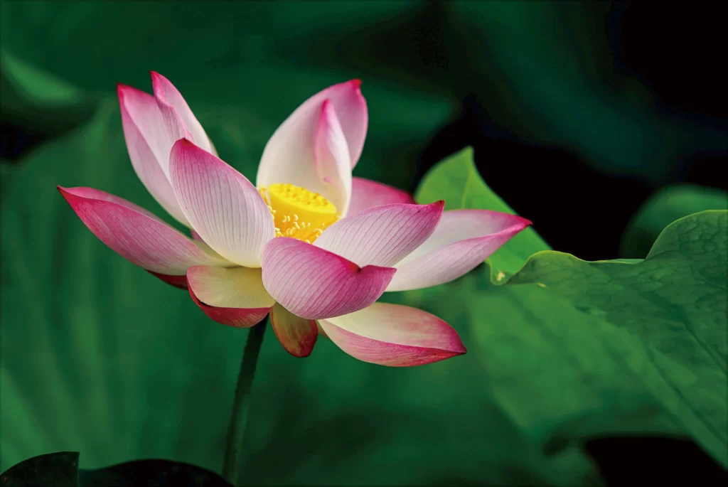 Lotus Pink White Yellow gray Green