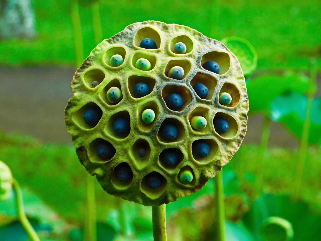 Lotus Seed Pod Green Blue Nature