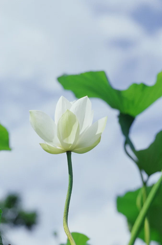 Lotus White Petal Green Leaf Blue Sky