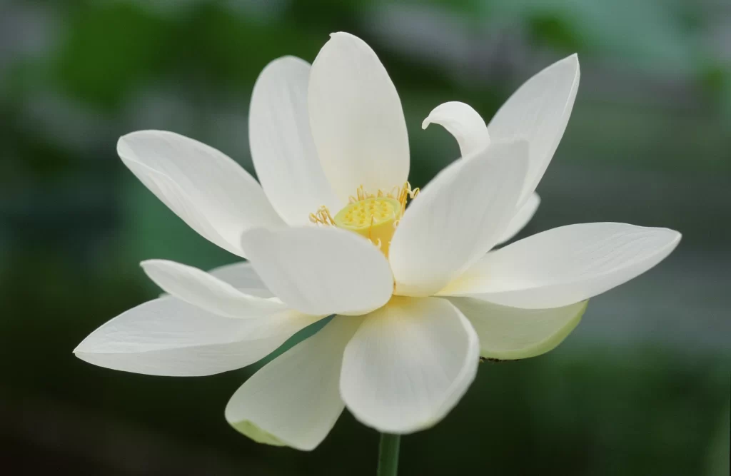 Lotus White Petals Yellow Center Green Background