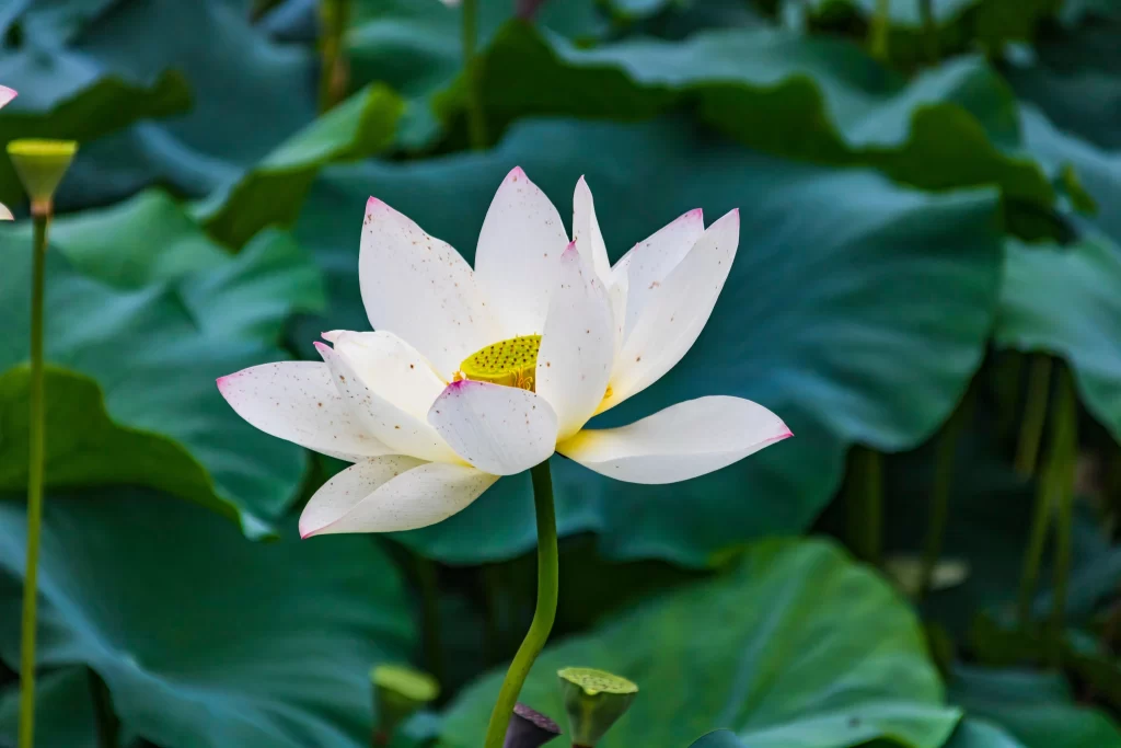 Lotus White Pink Green Leaf Pond