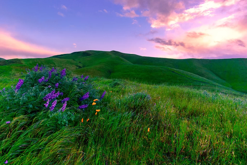 Lupine Purple Green Hills Blooming