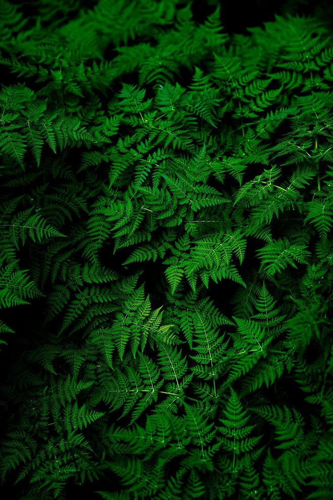 Lush Green Ferns Nature Pattern