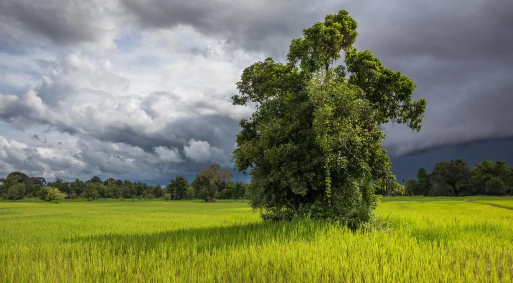 Lush Green Field Tree Dark Clouds Sunshine