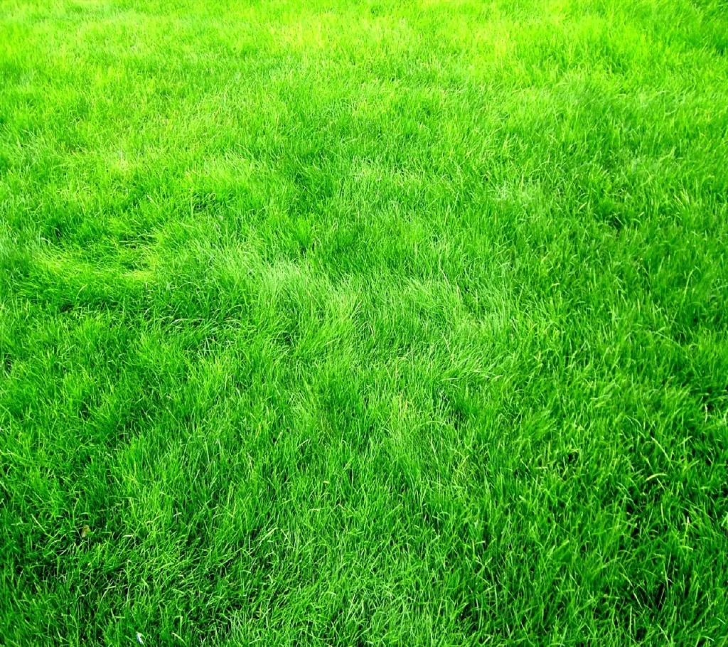 Lush Green Grass Field