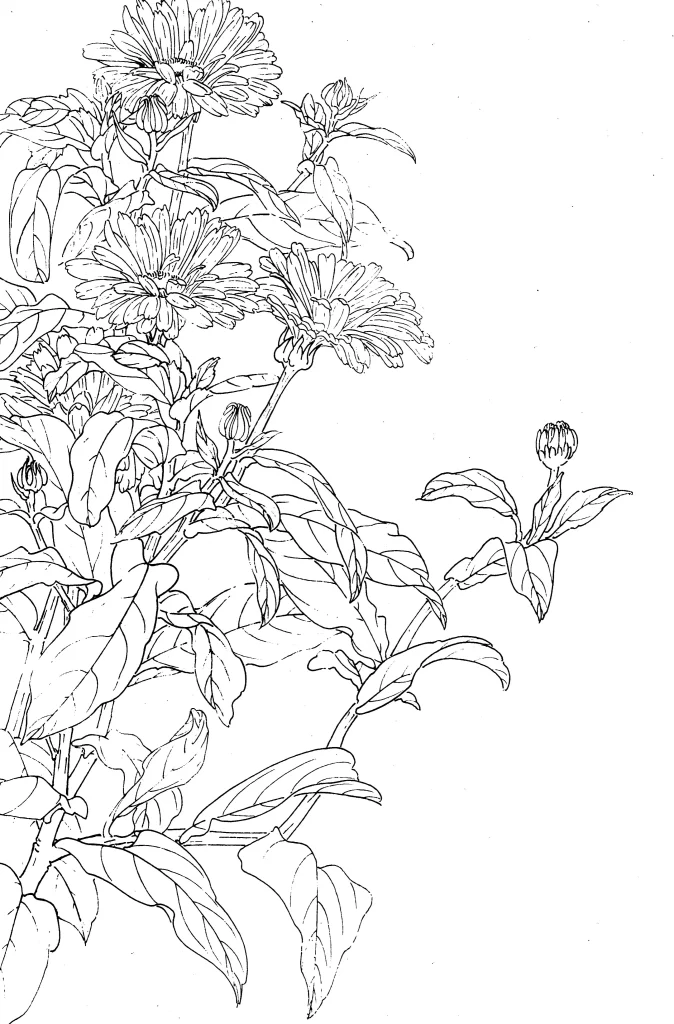 Madagascar Periwinkle Chinese Line Drawing Botanical Art