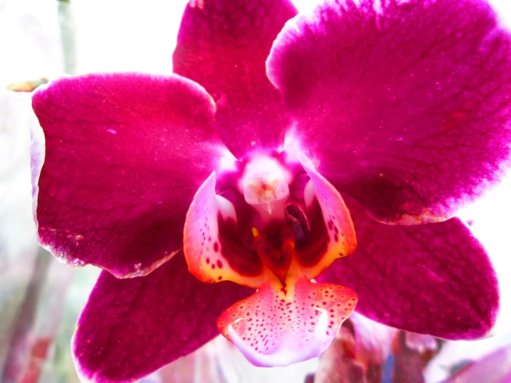 Magenta Orchid Petals Speckled Yellow Center
