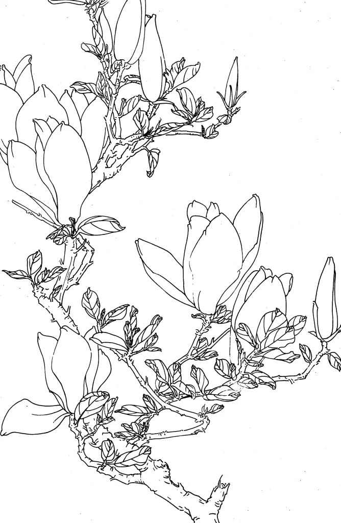 Magnolia Chinese Line Drawing Botanical Art