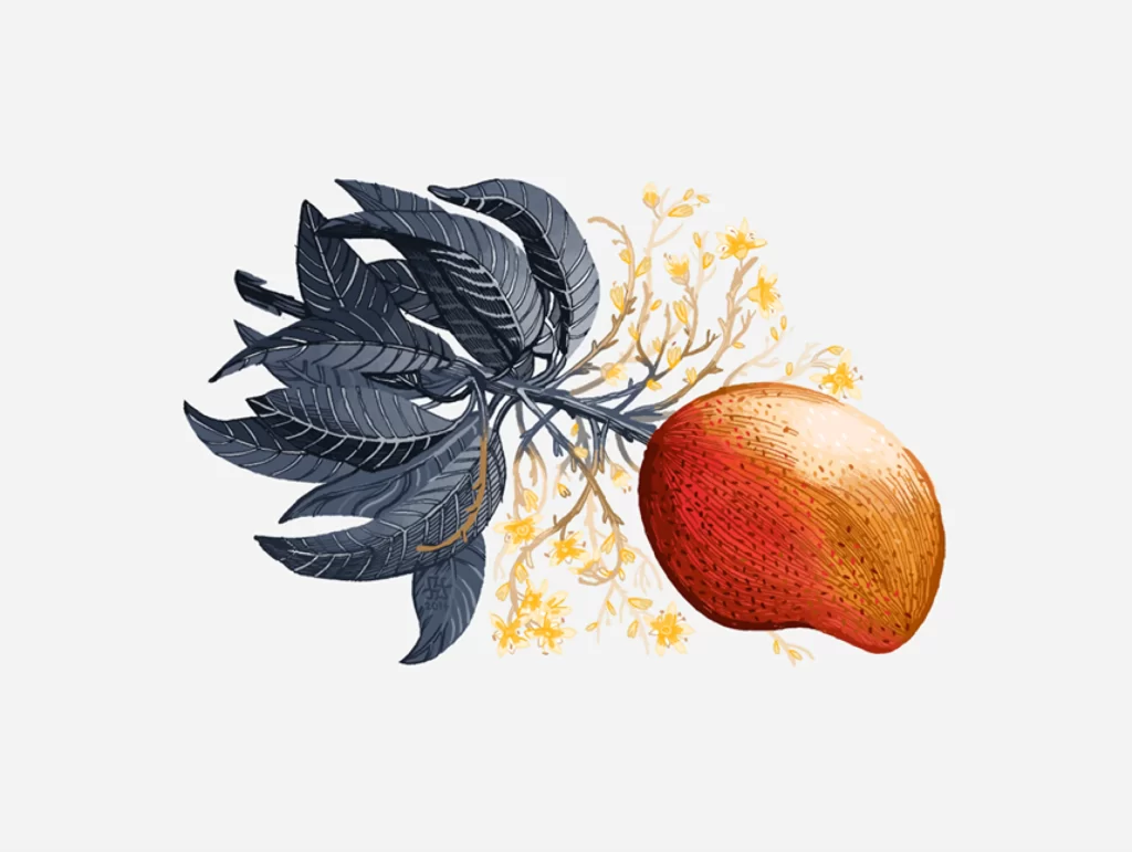 Mango Leaves Flowers Fruit