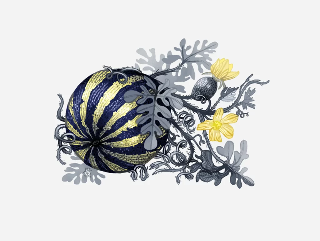 Melon Plant Flowers Leaves