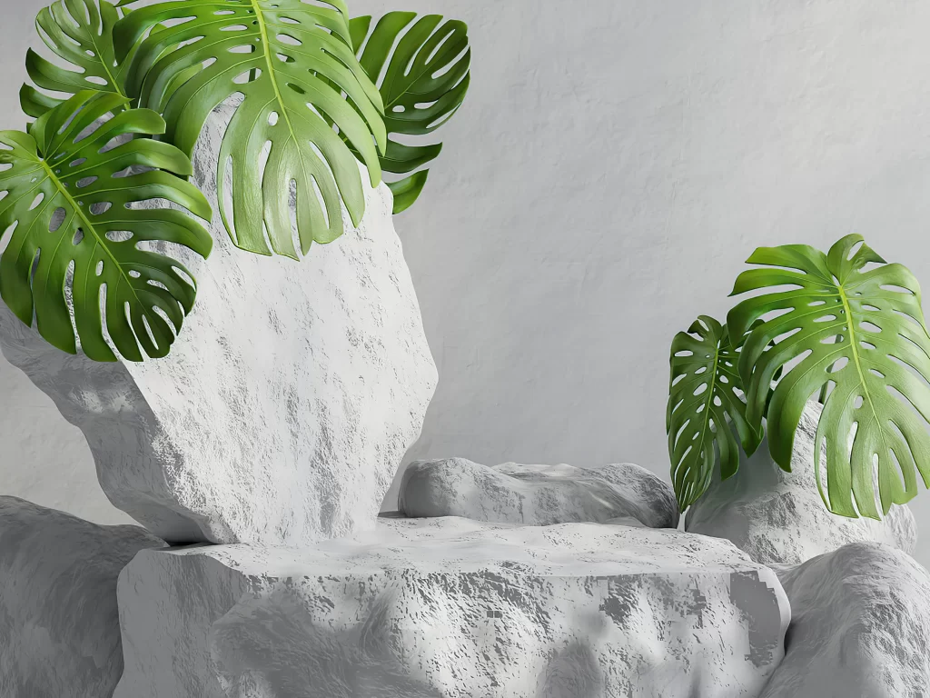 Monstera Leaves Stone Rocks
