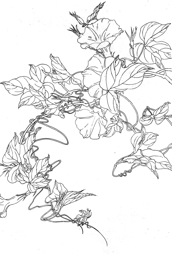 Morning Glory Chinese Line Drawing Botanical Art
