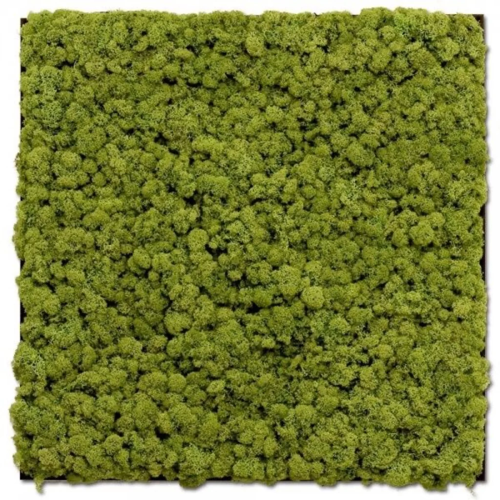 Moss Texture Green Nature