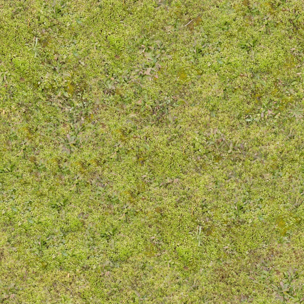 Mossy Ground Greenery Nature