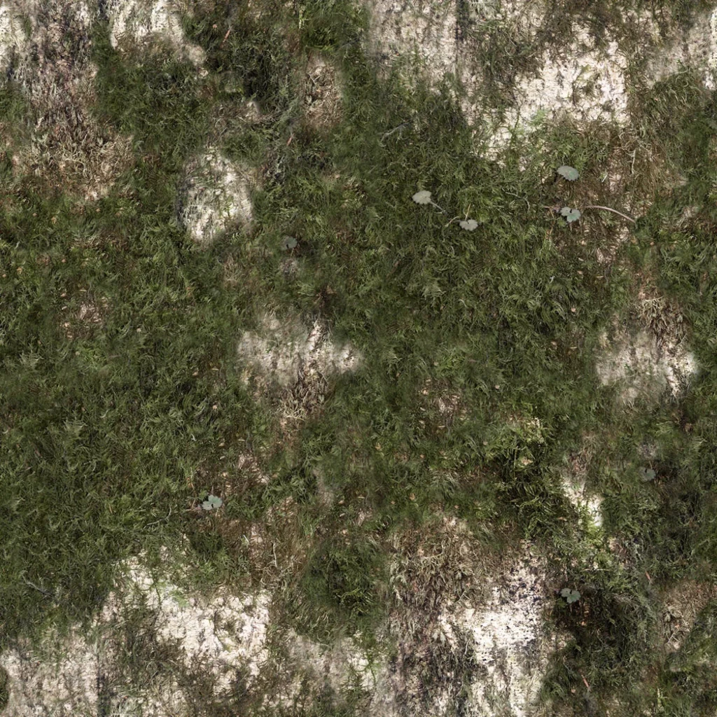 Mossy Ground Nature Texture