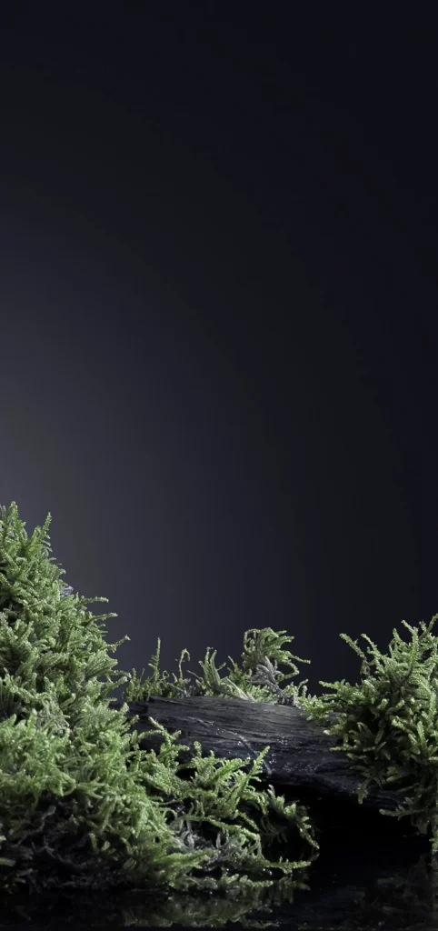 Mossy Log Nature Greenery