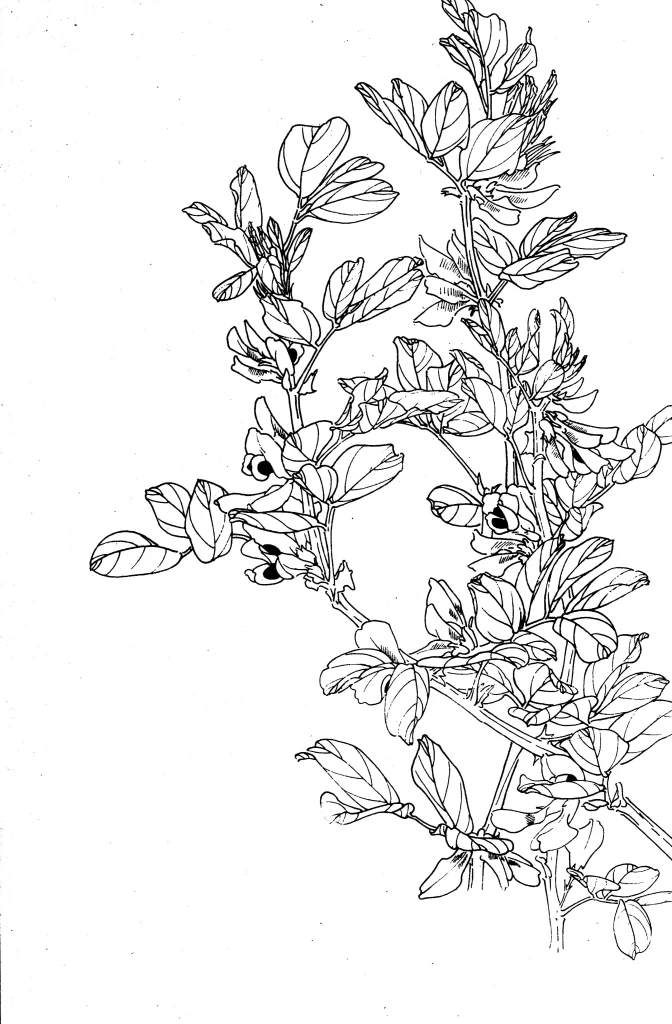 Mulberry Flower Chinese Line Drawing Botanical Art