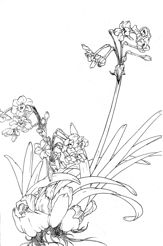 Narcissus Chinese Line Drawing Botanical Art