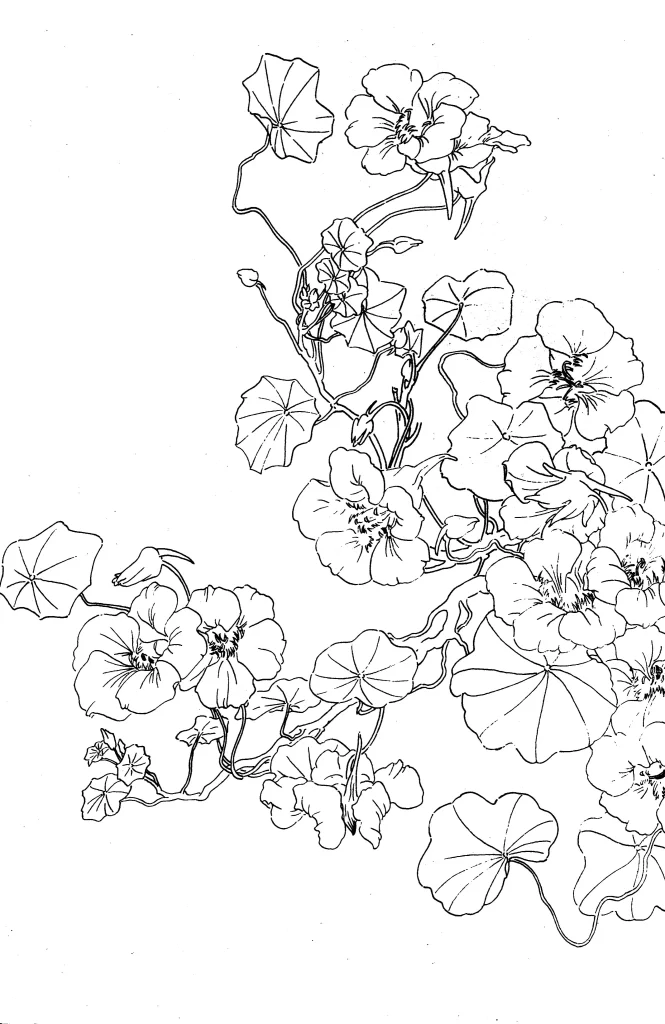 Nasturtium Chinese Line Drawing Botanical Art