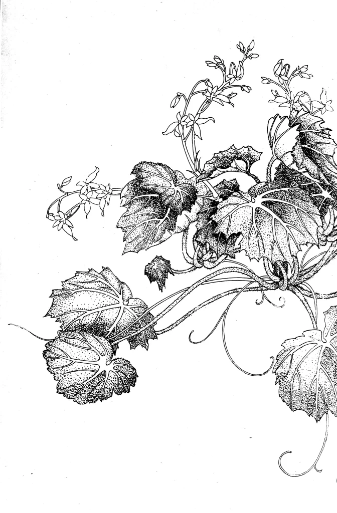 Nasturtium Leaf Chinese Line Drawing Botanical Art