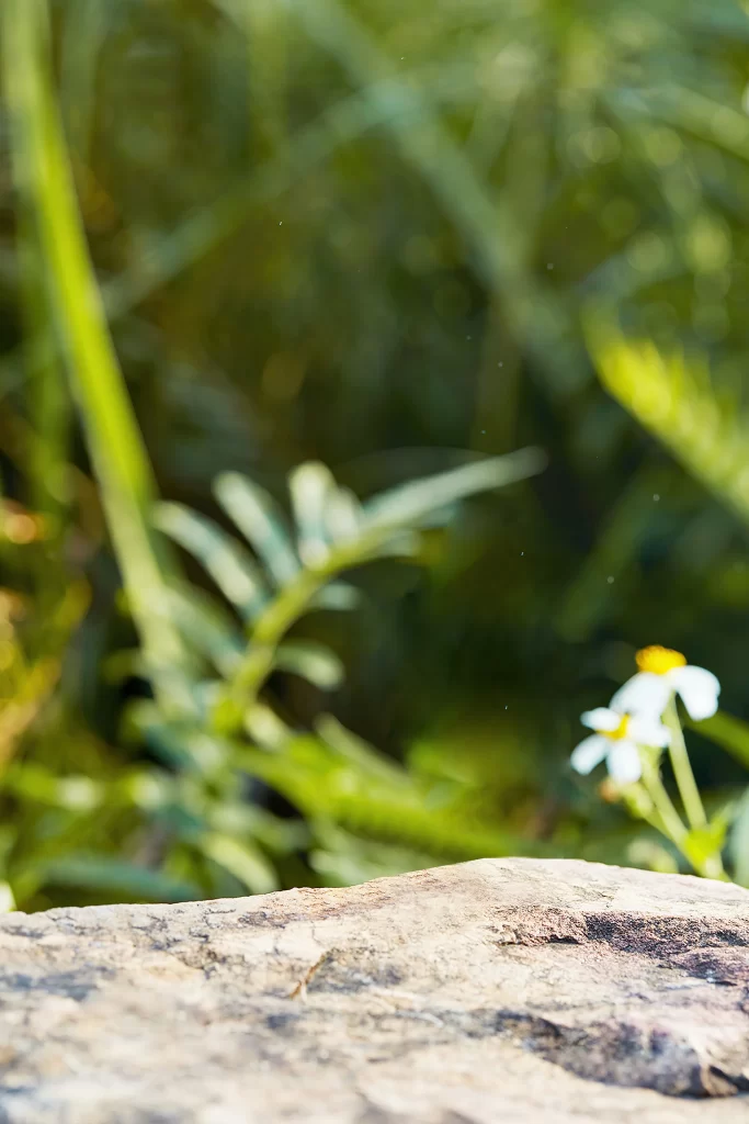 Nature Flowers Rock Greenery Sunlight