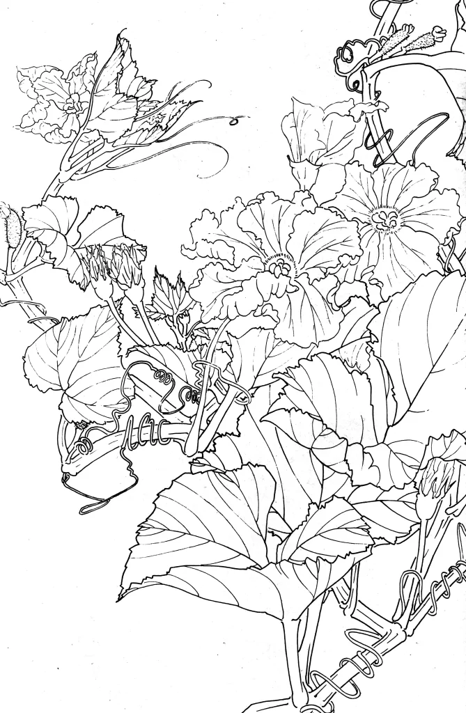 Night Blooming Cereus Chinese Line Drawing Botanical Art