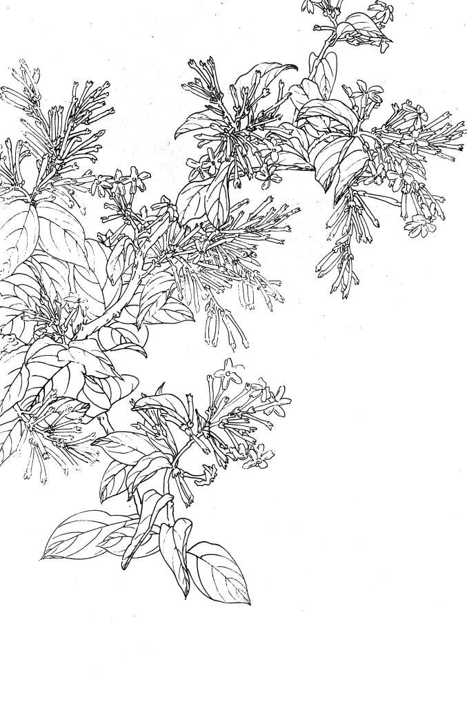 Night Jasmine Chinese Line Drawing Botanical Art