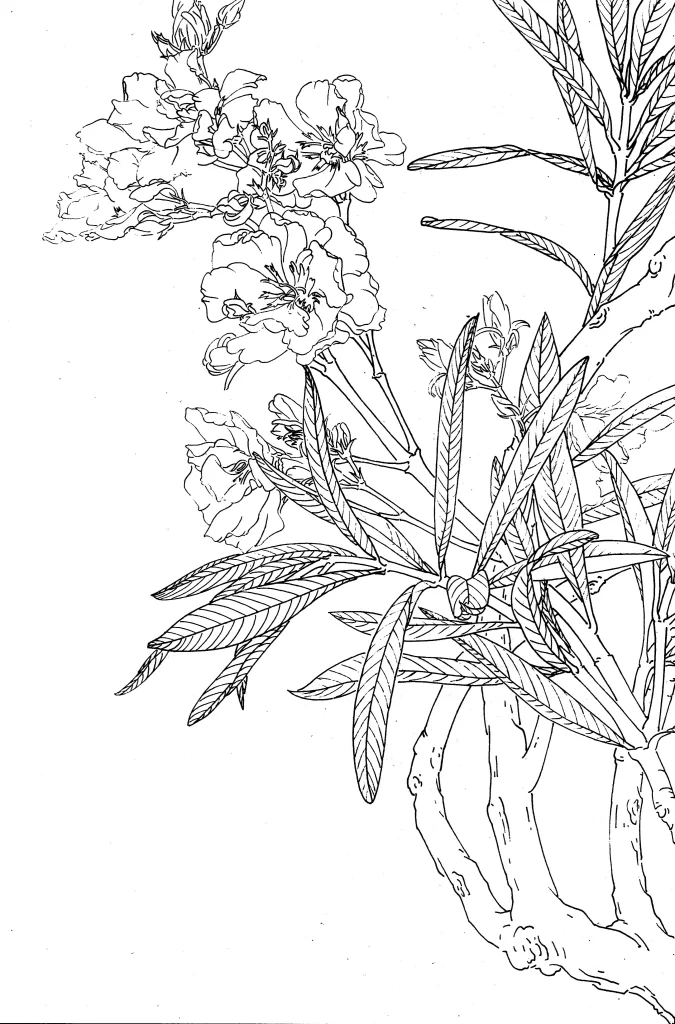 Oleander Chinese Line Drawing Botanical Art