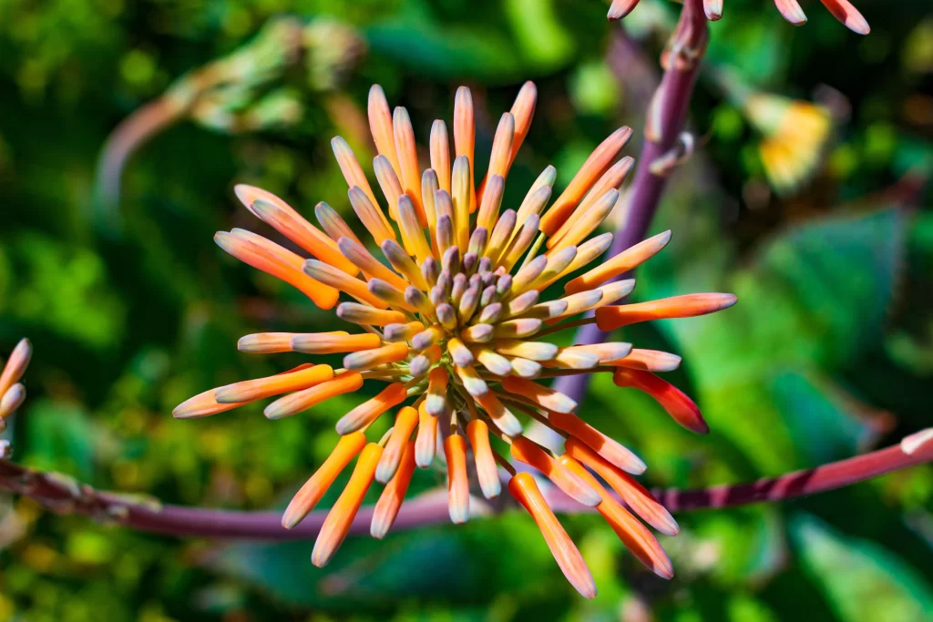 Orange Aloe Flower Close Up Garden Blooming Macro