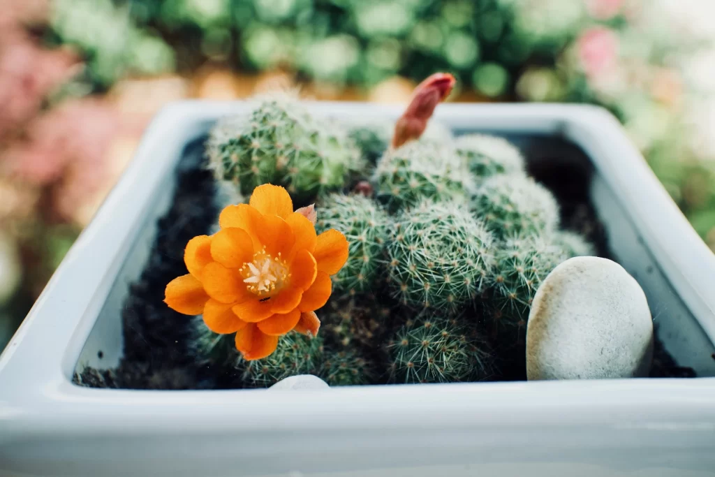 Orange Cactus Flower Blooming Spikes Green