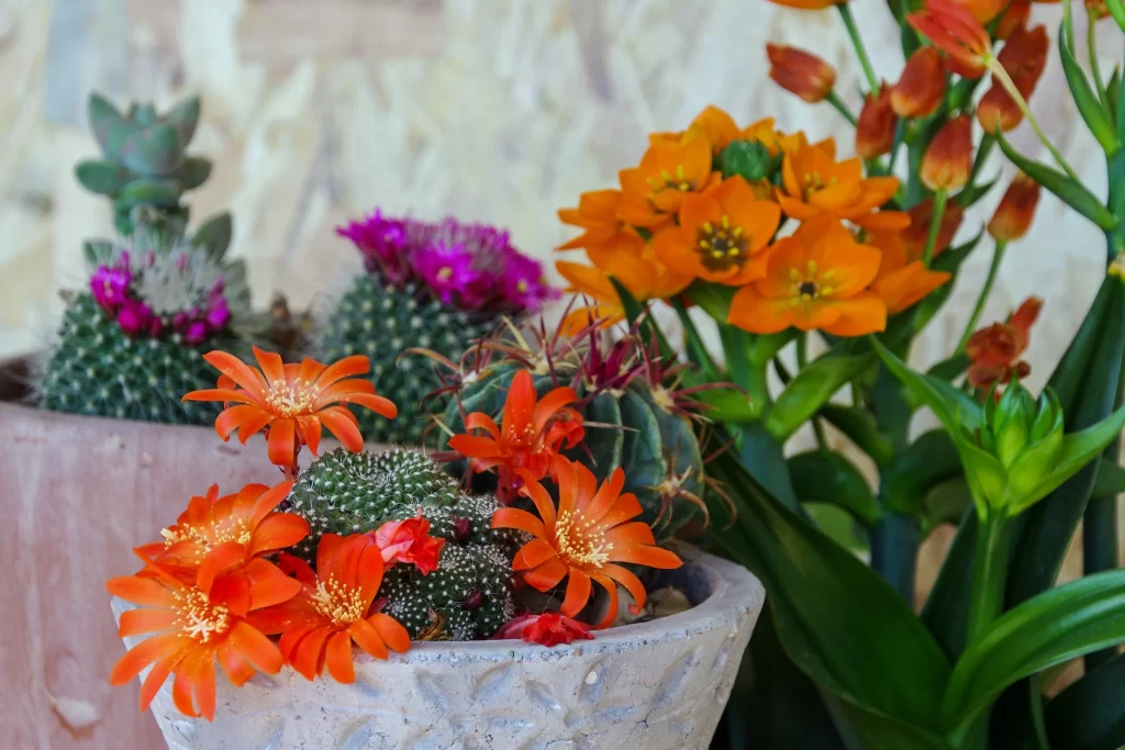 Orange Cactus Flower Blooming Close Up Macro