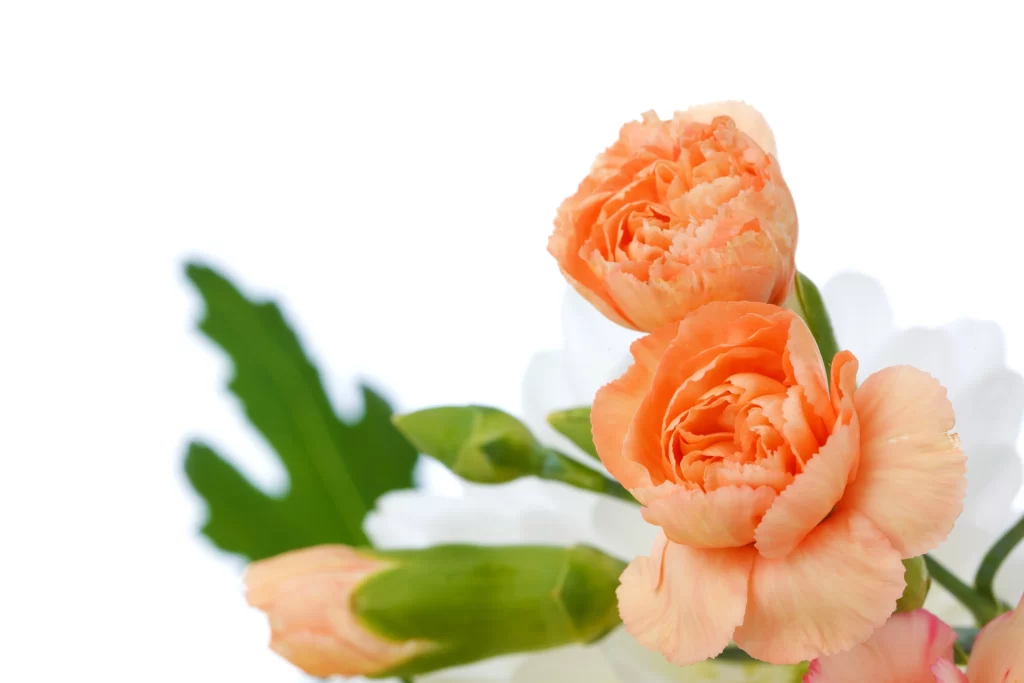 Orange Carnation Petals Green Leaves