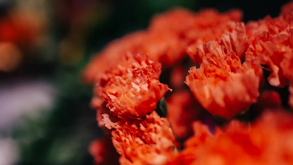 Orange Carnation Petals Ruffled Texture