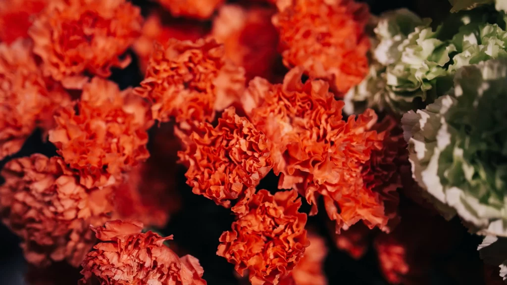 Orange Carnation Ruffled Petals Dark Background