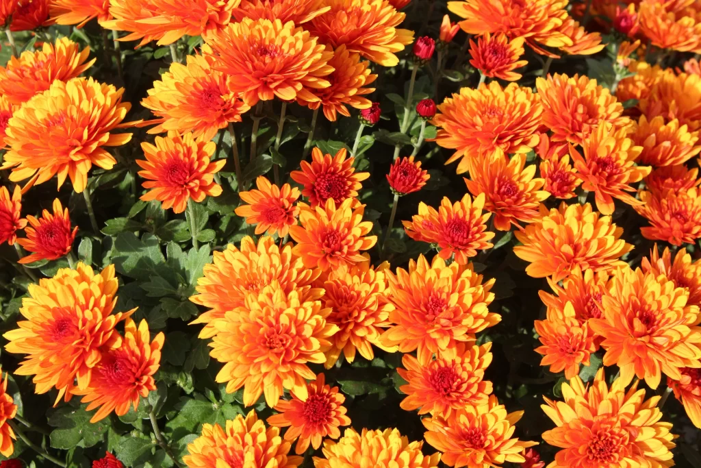 Orange Chrysanthemum Blooms Petals Sunlit