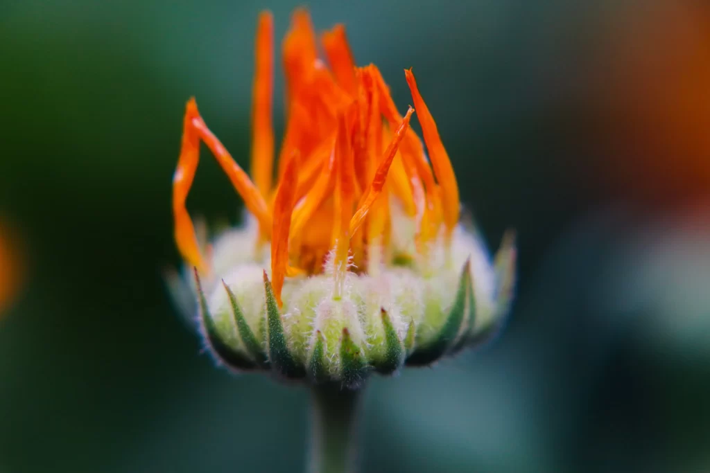 Orange Chrysanthemum Blooming Petals Nature
