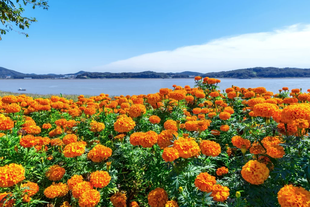 Orange Chrysanthemum Blooms Bright Petals Lush Greenery