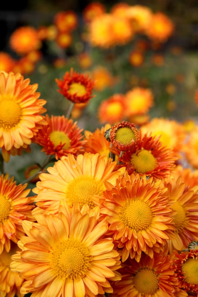 Orange Chrysanthemum Blooms Petals Yellow Centers