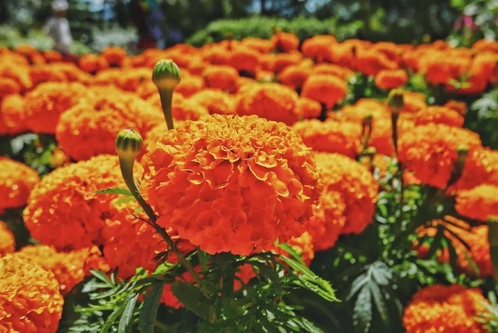 Orange Chrysanthemum Blooms Petals Dense Greenery
