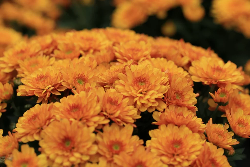 Orange Chrysanthemum Cluster Petals Dense