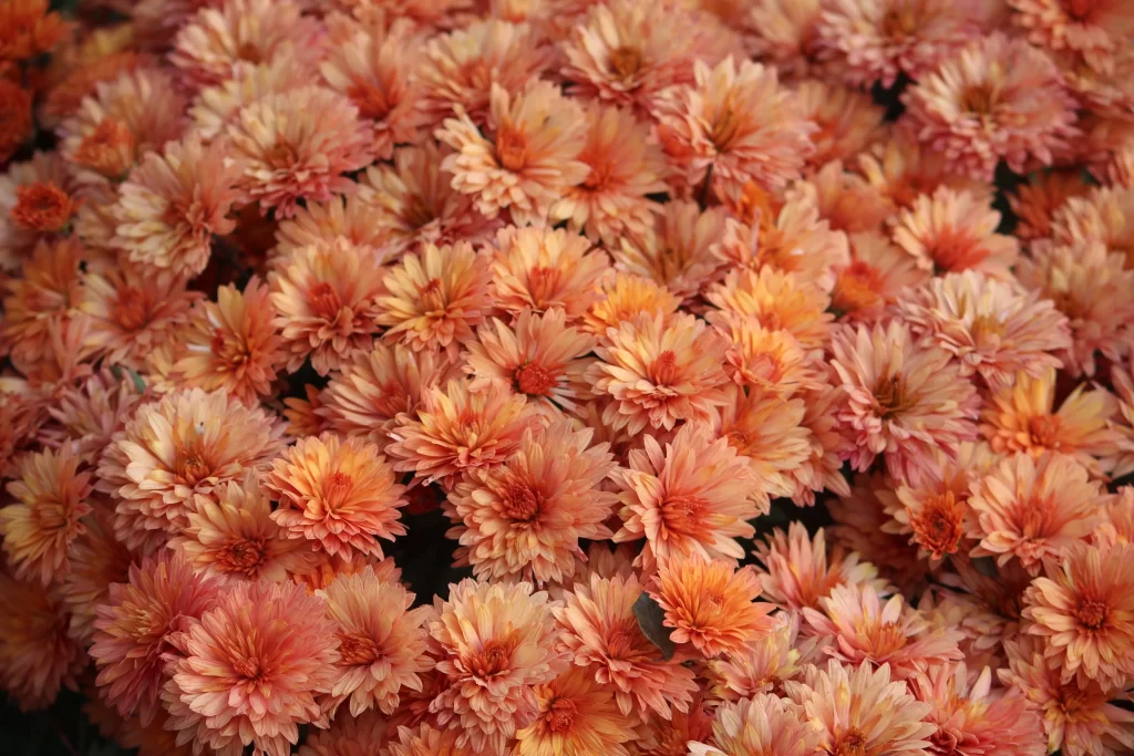 Orange Chrysanthemum Dense Petals Warmth Autumn