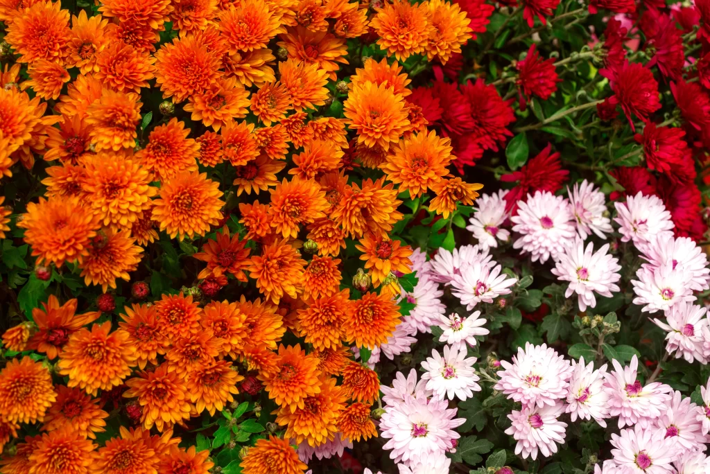 Orange Chrysanthemum Dense Petals Bright Red White