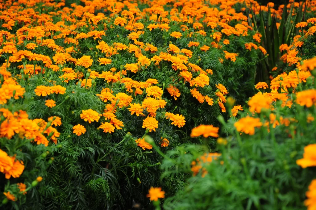 Orange Chrysanthemum Dense Blooms Green Foliage
