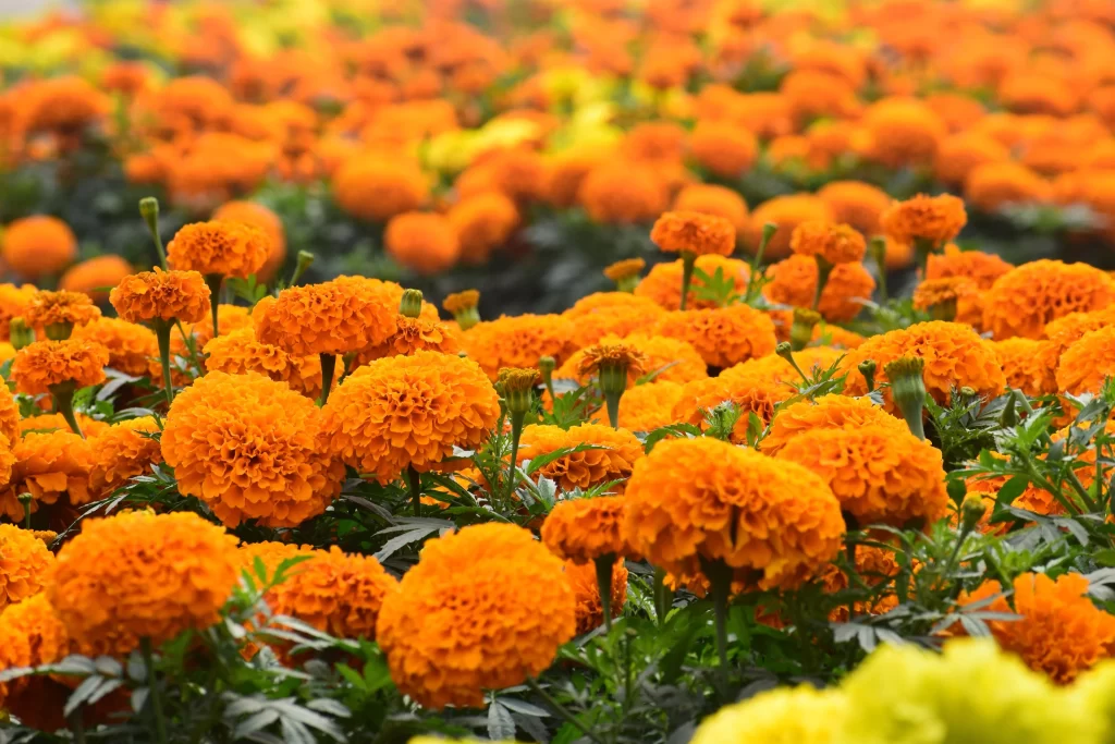 Orange Chrysanthemum Dense Blooms Green Leaves