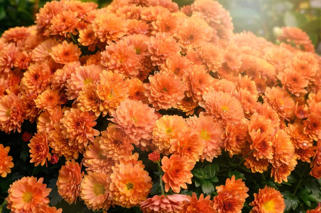 Orange Chrysanthemum Dense Petals Bright Yellow Centers