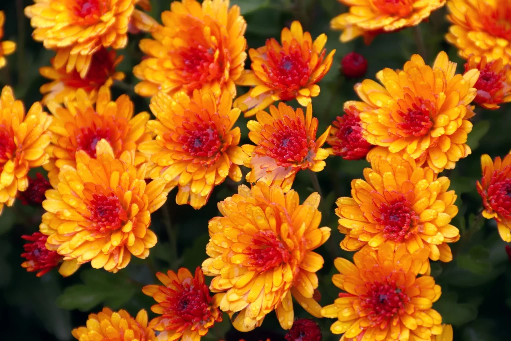 Orange Chrysanthemum Petals Red Center Dewdrops