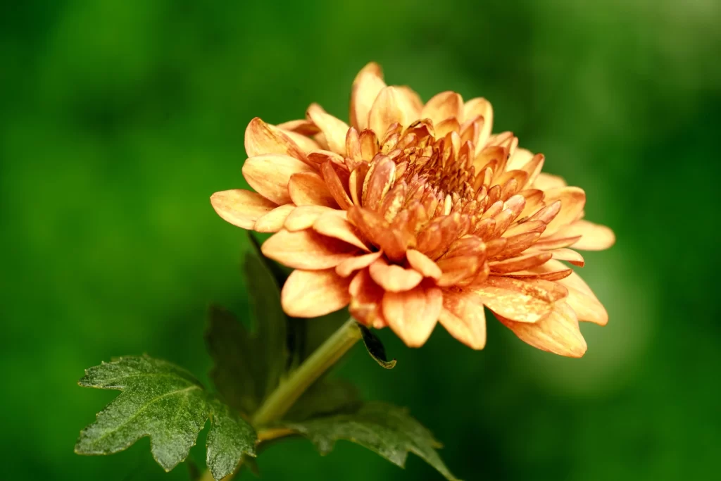 Orange Chrysanthemum Petals Green warm Leaves
