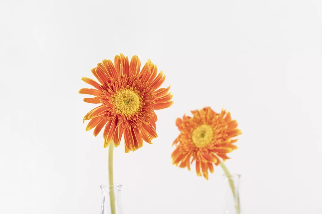 Orange Chrysanthemum Petals Yellow Center Vase